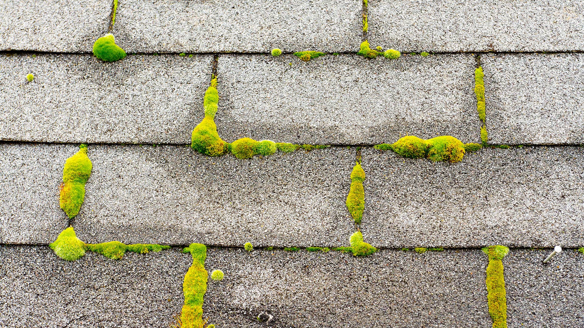 roof-algae